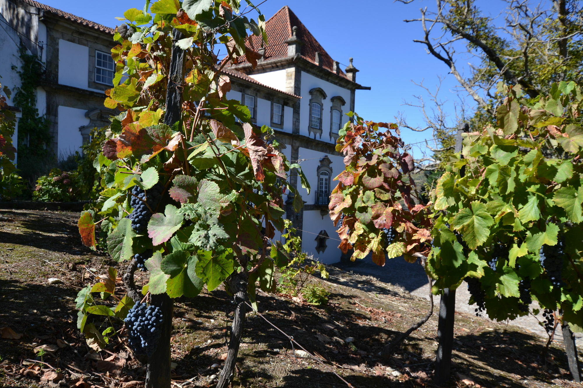 Casa Das Torres De Oliveira Mesão Frio Kültér fotó